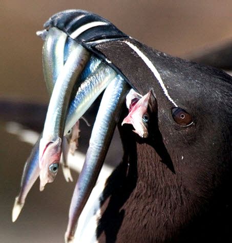 Ammodytes tobianus_06.jpg